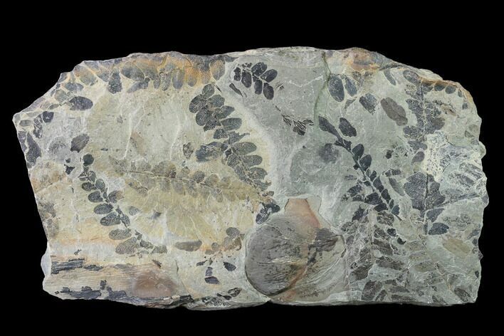 Fossil Fern (Neuropteris & Macroneuropteris) Plate - Kentucky #142430